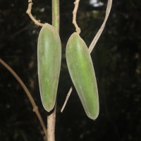 Gongronemopsis tenacissima (Roxb.) S.Reuss, Liede & Meve